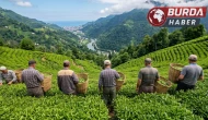Çay sezonunda uygulanacak 1 günlük yevmiye 3 bin TL olarak belirlendi