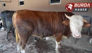 Besi çiftliğinin gözdesi 1 ton 300 kiloluk tosun oldu