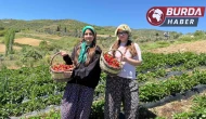 Gönüllü gençler Salihli 'de çilek hasadı yaptı