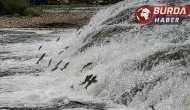 İnci kefallerinin, akarsuya girmesi için ekolojik şartları tamam