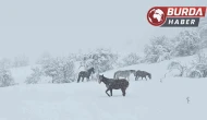 Yılkı atları Bolu’da karlar altında görüntülendi