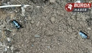 Çam ormanlarında zararlılara karşı biyolojik önlem