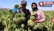 Aydın’da üretiliyor, yurdun dört bir yanına gönderiliyor