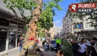 Seyir halindeki araçların üzerine ağaç devrildi: 1 kişi yaralandı