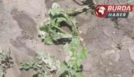 Dolu ve sağanak Kozaklı’da tarım arazilerini vurdu