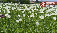 Çiçek açan haşhaş tarlaları görsel bir şölen sunuyor