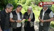 Kestane ağaçlarını korumak için 5 bin samuray arısı doğaya salındı
