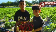Çilek tarlasında farklı konsept: Doyana kadar ye, topladığını öde