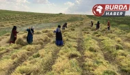 Şanlıurfa’da mercimek tarlalarında hasat heyecanı