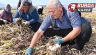 Kahramanmaraş’ta sarımsak hasadı yapıldı