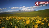 Sütey Yaylası sarı düğün çiçekleriyle eşsiz bir görüntü sunuyor