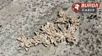 100 bin lira maaşla çoban bulamayan besici derdini Vali'ye anlattı.
