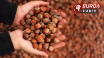 Üreticinin elinde fındık kalmayınca fındık fiyatı 150 TL’yi geçti.