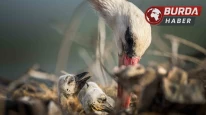 Yaren leyleğin ailesi yeni üyelerine merhaba dedi.