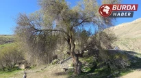 250 yıllık anıtsal karaağaç tespit edildi
