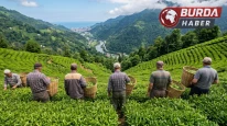 Çay sezonunda uygulanacak 1 günlük yevmiye 3 bin TL olarak belirlendi