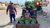 Üzüm hasadı öncesi yaprak kazandırdı