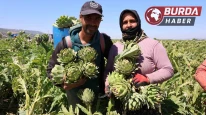 Aydın’da üretiliyor, yurdun dört bir yanına gönderiliyor