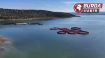 Bozkırdan dünyaya uzanan somon yolculuğu