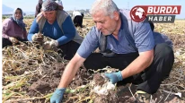 Kahramanmaraş’ta sarımsak hasadı yapıldı
