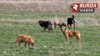 Köpeğe ateş etti, karı kocayı vurdu: 1 kişi öldü