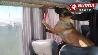 Ağrı'da Otobüs Bagajında Gizlenmiş 8 Kilogram Skunk Ele Geçirildi