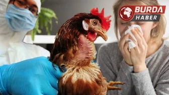 Kuş Gribi Salgınında İspanya ve Almanya'da Endişe Verici Artış