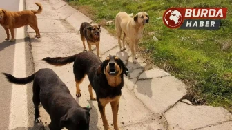 İstanbul'da Sokak Köpeklerine Kontrolsüz Besleme Yasaklandı