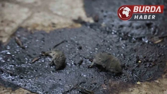 Kilis’te Hijyen Skandalı: Merdiven Altı Üretimde Fareler Bulundu