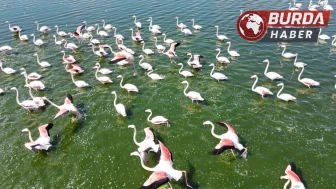 Flamingolar doğanın bahara uyanışını müjdeliyor.