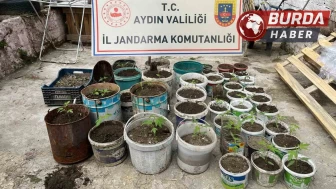 Aydın'da saksıya ektiği 82 kenevir ile yakalandı.
