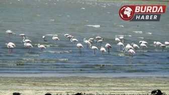 Erçek Gölü’nün zarif misafirleri flamingolar gelmeye başladı.