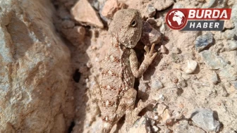 Erzincan’da nesli tükenmekte olan ‘Bozkır Keleri’ görüntülendi.