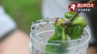 Düzce'deki Kestane Ormanlarına savaşçı böcekler bırakıldı.