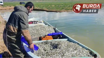Kıyısız Yozgat’taki gümüş balıkları Avrupalılara çerez oluyor.