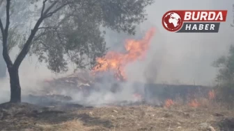 Balıkesir Edremit’te zeytinlik alanda yangın başladı.