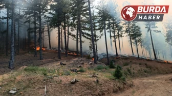 Adana’nın Feke ilçesi sınırlarında orman yangını çıktı.