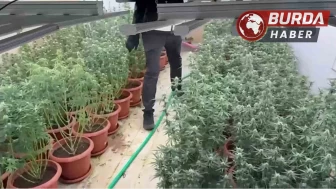 İzmir'de villayı kenevir bahçesine çevirmişler