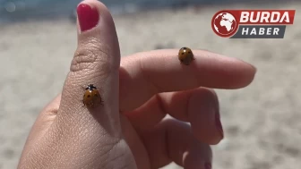 Saros Körfezi sahillerinde uğur böceği istilası