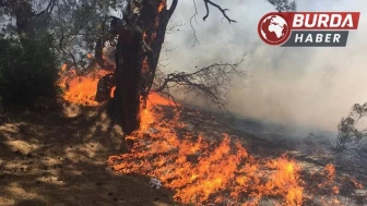 Antalya’nın Muratpaşa ilçesi Lara bölgesinde orman yangını!