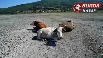 Kuraklığın görüntüsü: Ladik Gölü’nde inekler otlamaya başladı.