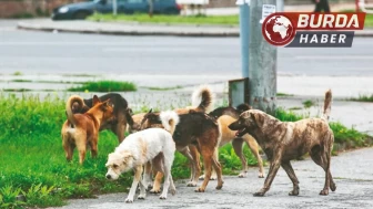 Beykoz’da 6 yaşındaki çocuğa başıboş sokak köpekleri saldırdı.
