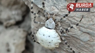 Hakkari’de dünyanın en zehirli örümceklerinden biri görüldü.