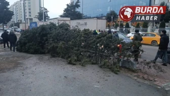 Bahçelievler'de Rüzgarın Devirdiği Ağaç, Bir Kişinin Üzerine Düştü