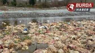 Alaplı'da Çay Yatağında Ölü Tavuklar Bulundu, İnceleme Başlatıldı