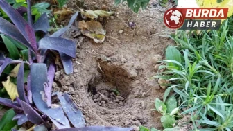 Babasının Mezarındaki Çiçekleri Söktü, Uyuşturucu Sakladı