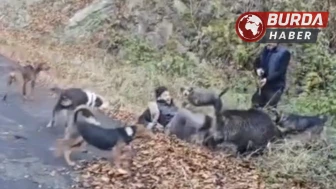 Trabzon'da Avcı Domuz Saldırısından Son Anda Kurtuldu