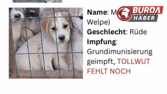 Nevşehir'de Hayvan Barınağından Kaçırılan Köpekler Yurt Dışına Satıldı