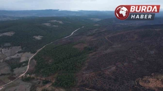 Bursa’da orman yangınında yaralar böyle sarıldı