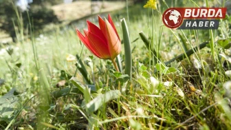 Endemik Manisa lalesi ömrü 10 gün, koparmanın cezası araba parası